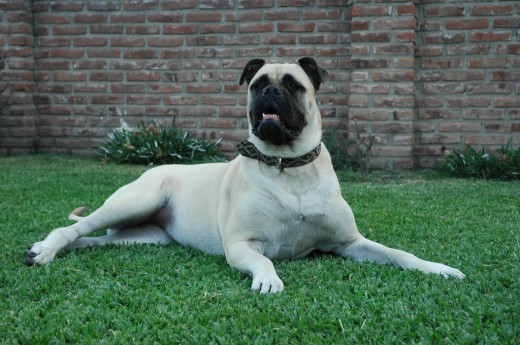 Musa en el jardín vigilando.